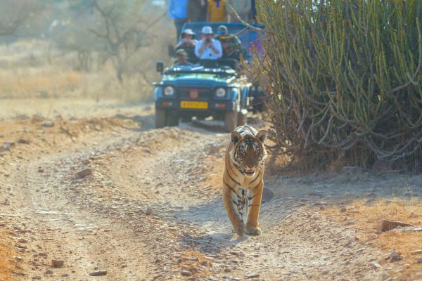 Tiger Safari Ranthambore